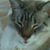 Debbie Belski Mekosh's profile image