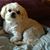 Patty Campatelli's profile image