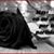 Maximo Donato Amado's profile image