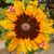 Shannon Sims's profile image