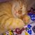 Penny Jo Giaquinto's profile image
