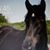 Betsy L Card's profile image