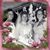Brenda Arline Carpio's profile image