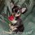 Karen Snow Rasco's profile image