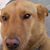 Shep Taylor's profile image