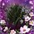 Roxana Vasquez's profile image