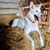Carrie Campbell Taylor's profile image