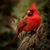 Jody Blaufus's profile image