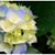 Doris Stlouis's profile image