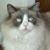 Molly Blackledge's profile image