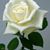 Diana Shores's profile image
