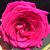 Karla Lopez's profile image