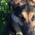 Debi DiCello's profile image