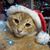 Cheryl Boruta Wittman's profile image