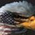 Susan Vinson Payton's profile image
