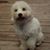 Grace Schmiedeskamp Denton's profile image