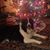 Michelle Lucas Rapp's profile image