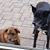 Linda Knowles's profile image