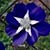 Mary Suskie Carter's profile image