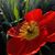 Michelle Stecher Rose's profile image