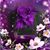 Debbie Carr-Brubaker's profile image