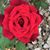Marcia Gardner-Smith's profile image