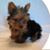 Debby Martin Chambers's profile image
