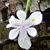 Beth Thomas DiBiasio's profile image