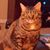 Karen Atkins's profile image