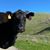 Jim Young's profile image