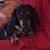 Debi Rowland Hembree's profile image