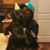 Lexi Bolamperti's profile image