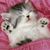 Lisa Morehead's profile image