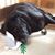 Carrie Meana's profile image