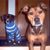 Joan Wolf's profile image