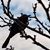 Furman Corley's profile image
