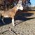 Alisha Michelle Padgett's profile image