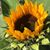 Karyn Doiron's profile image