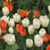 Judith A. Cartisano's profile image