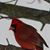 Deb Samborski's profile image