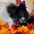 Patti Faber's profile image