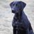 Cathy Hviid's profile image