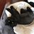 Tina Amadio's profile image