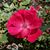 Samantha Vawter's profile image