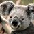 Sharon Kitsch's profile image