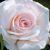 Jane Gardener's profile image