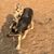 Nymeria Roxie Eckel's profile image