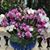 Joyce Krofchik Kline's profile image