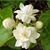 Farheen Mir Sinno's profile image