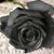 Clara Pena's profile image